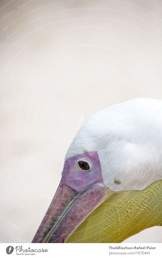 Pelikan Tier 1 braun gelb violett rosa weiß Lebewesen Schnabel Gefäße Auge Kopf Farbfoto Außenaufnahme Menschenleer Textfreiraum oben Zentralperspektive