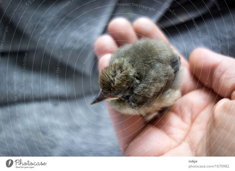 so klein Hand Wildtier Vogel Jungvogel Amsel Astling 1 Tier Tierjunges festhalten hocken niedlich Gefühle Vertrauen Schutz Geborgenheit Warmherzigkeit Tierliebe