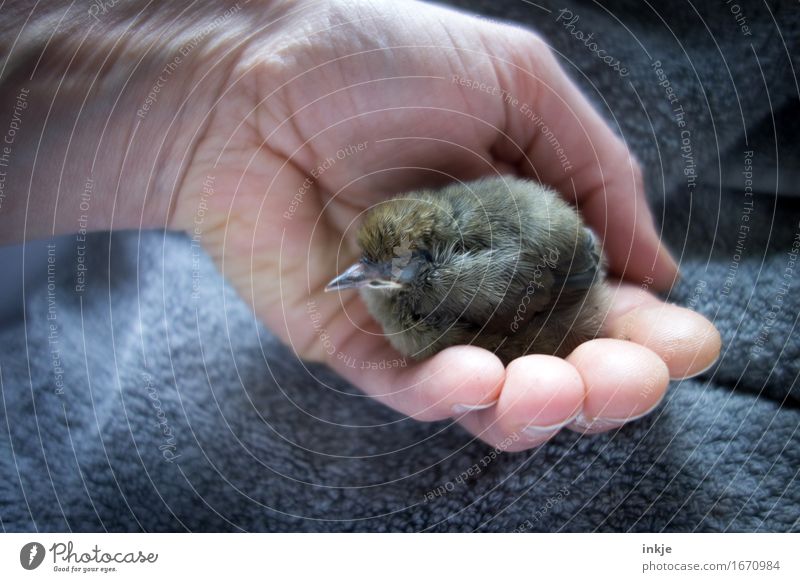 geborgen Hand Wildtier Vogel Jungvogel Amsel 1 Tier Tierjunges Erholung festhalten hocken schlafen klein niedlich Gefühle Sicherheit Schutz Geborgenheit