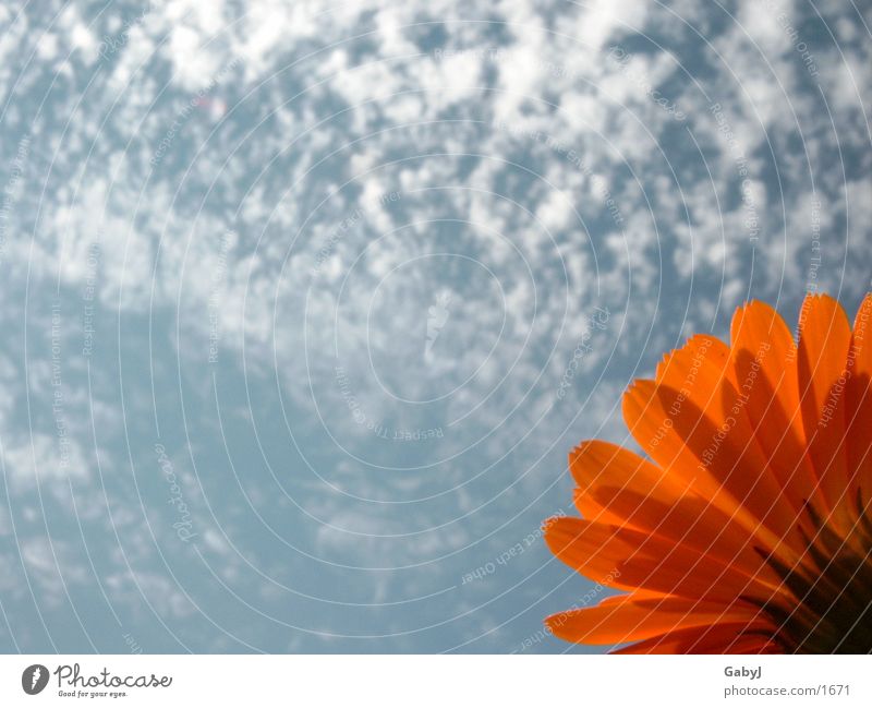 Mittag Mittagsblumen Ringelblume Wolken Himmel rot Hoffnung Leben blau Sonne mittagshimmel emporrecken flower sun sky red orange aufwärts