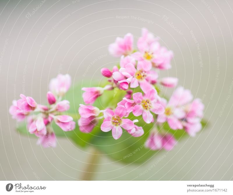 Buchweizenblüte Getreide Umwelt Natur Pflanze Blüte Nutzpflanze ästhetisch Duft Freundlichkeit Gesundheit positiv weich rosa Vertrauen schön achtsam Erholung