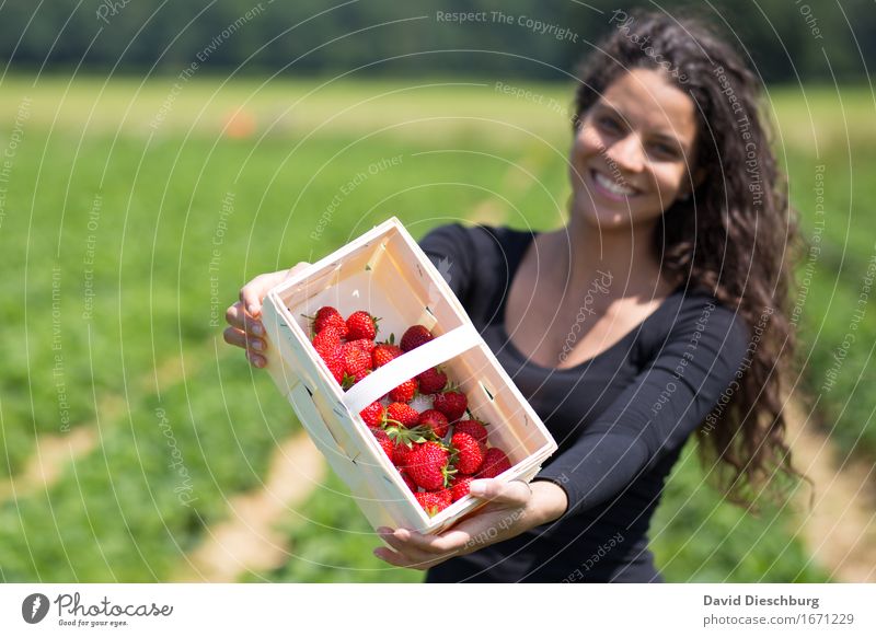 Sammlerin III Frucht Ernährung Bioprodukte Vegetarische Ernährung Landwirtschaft Forstwirtschaft Handel feminin Junge Frau Jugendliche 1 Mensch 18-30 Jahre