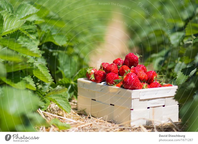 Erdbeersaison Lebensmittel Frucht Ernährung Picknick Bioprodukte Vegetarische Ernährung Fingerfood Natur Frühling Sommer Schönes Wetter Pflanze Blatt