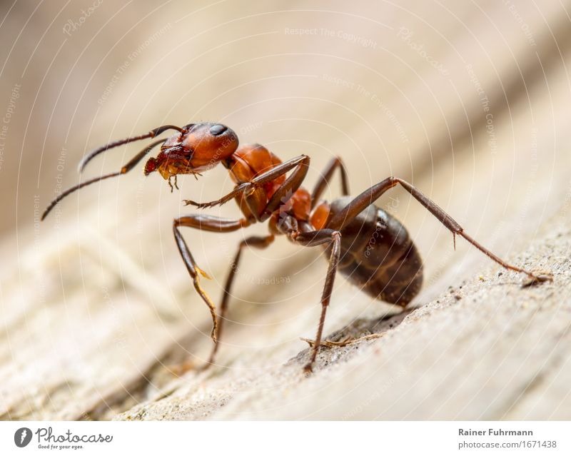 Porträt einer Roten Waldameise Umwelt Natur Tier "Rote Waldameise Ameise" 1 Arbeit & Erwerbstätigkeit beobachten stehen bedrohlich Neugier Willensstärke Mut