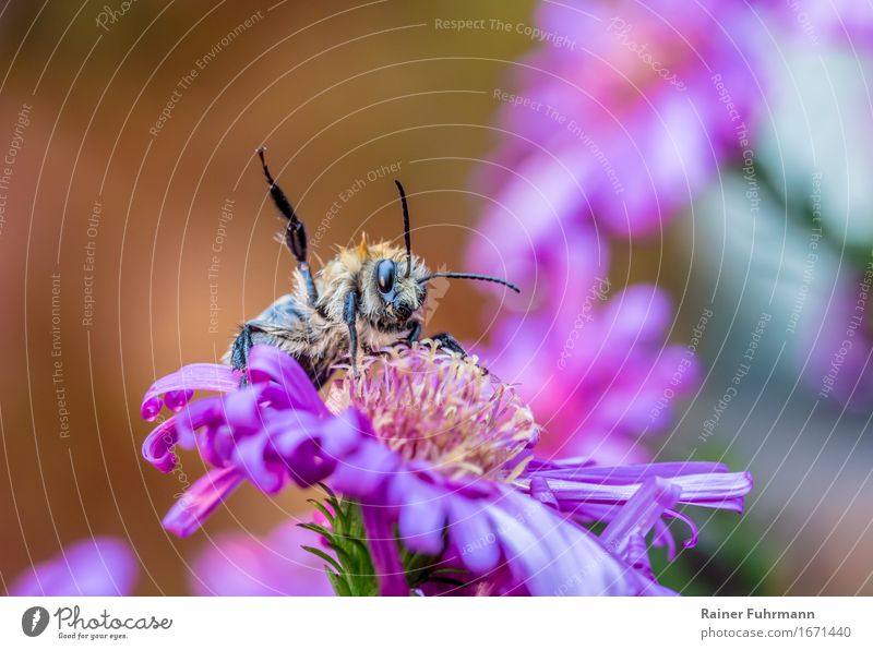 eine drohende Hummel Natur Pflanze Tier Blume "Insekt Hummel" 1 Fressen Farbfoto Außenaufnahme Textfreiraum oben Sonnenlicht Tierporträt