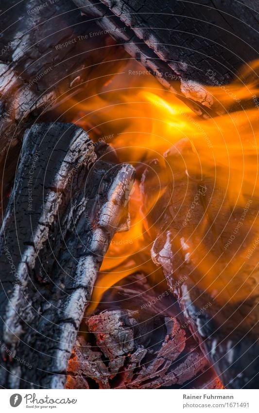 ein Feuer frisst sich durch trockenes Holz Nachtleben Umwelt Rauch heiß Warmherzigkeit bedrohlich Zerstörung Farbfoto Außenaufnahme Menschenleer Abend