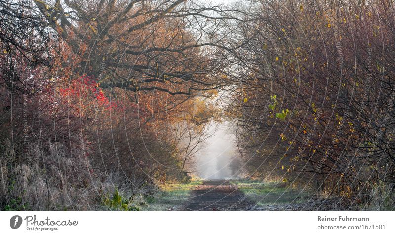 Der Weg ist das Ziel Landschaft Pflanze Herbst Winter Nebel Park laufen Traurigkeit Romantik Trauer "Weg Erwartung Philosophie unendlich Vision" Farbfoto