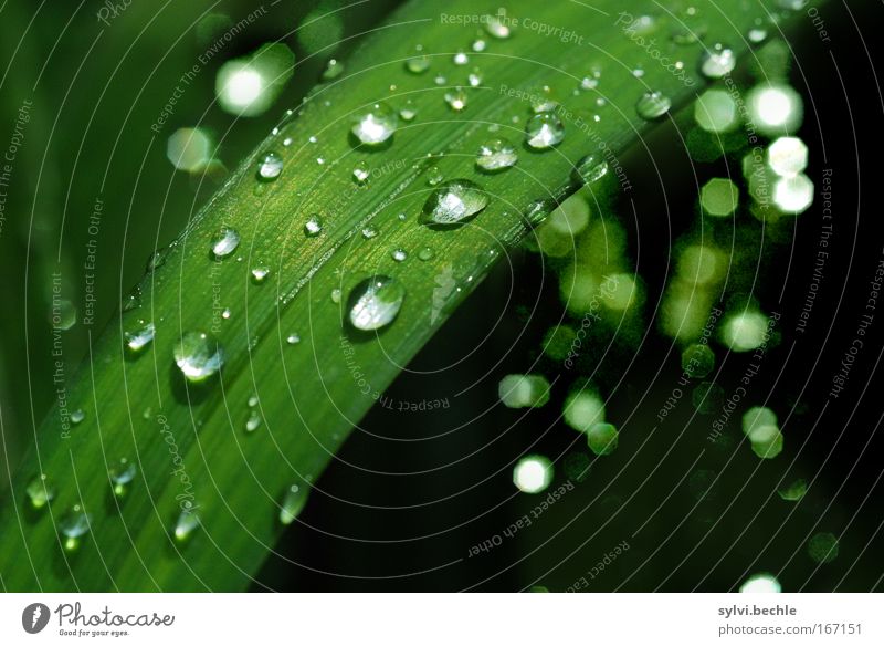 how great you are Natur Pflanze Wasser Wassertropfen Wetter Regen Gras Blatt Grünpflanze glänzend leuchten frisch kalt natürlich schön grün schwarz nass
