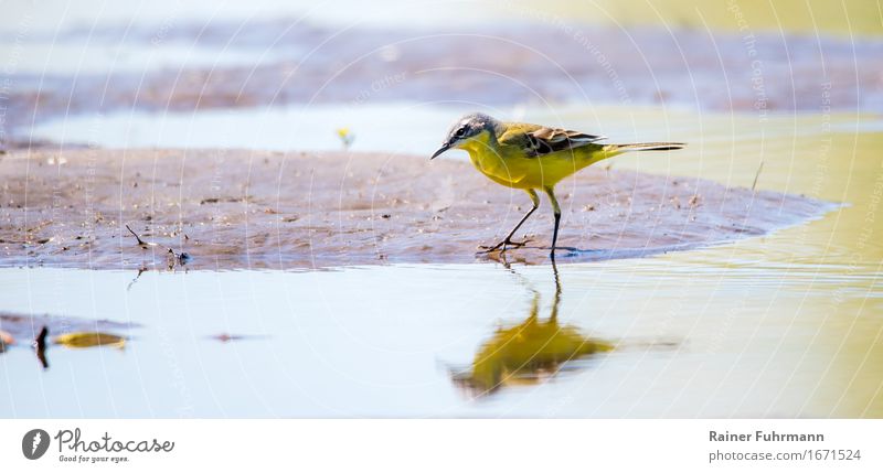 eine Schafstelze spiegelt sich im Wasser Tier "Vogel Singvogel" 1 beobachten Fressen laufen dünn gelb Natur Farbfoto Außenaufnahme Textfreiraum links