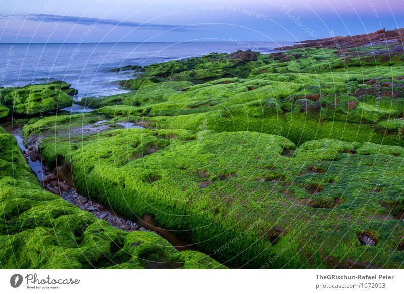 Moos Umwelt Natur Landschaft blau grün rosa Algarve Küste Stein Felsen Meer Wasser Himmel bewachsen Pflanze Farbfoto Außenaufnahme Detailaufnahme Menschenleer