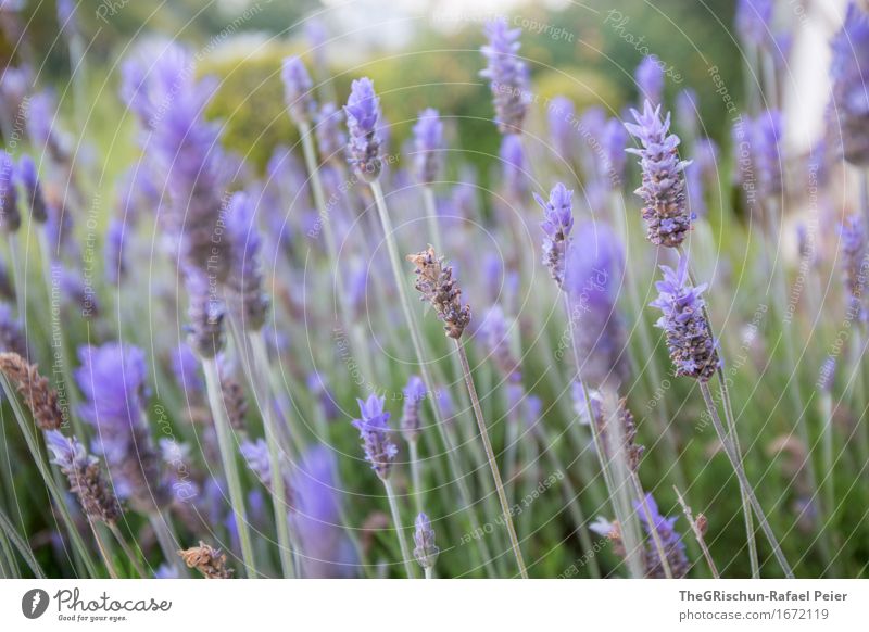Lavendel Umwelt Natur Pflanze braun grau grün violett Gras Blühend Duft Geschmackssinn Farbfoto Außenaufnahme Detailaufnahme Makroaufnahme Menschenleer Morgen
