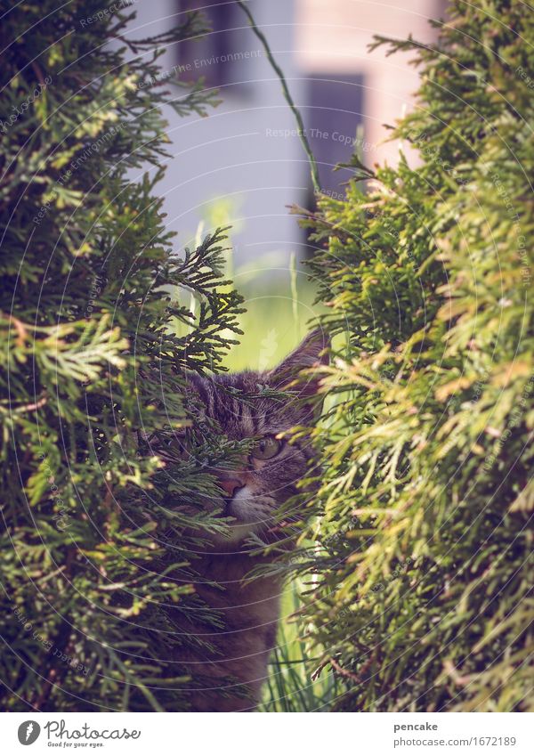 sehen aber nicht gesehen werden Sträucher Garten Park Tier Haustier Katze 1 beobachten Tigerkatze Versteck Tarnung verstecken Farbfoto Außenaufnahme Nahaufnahme