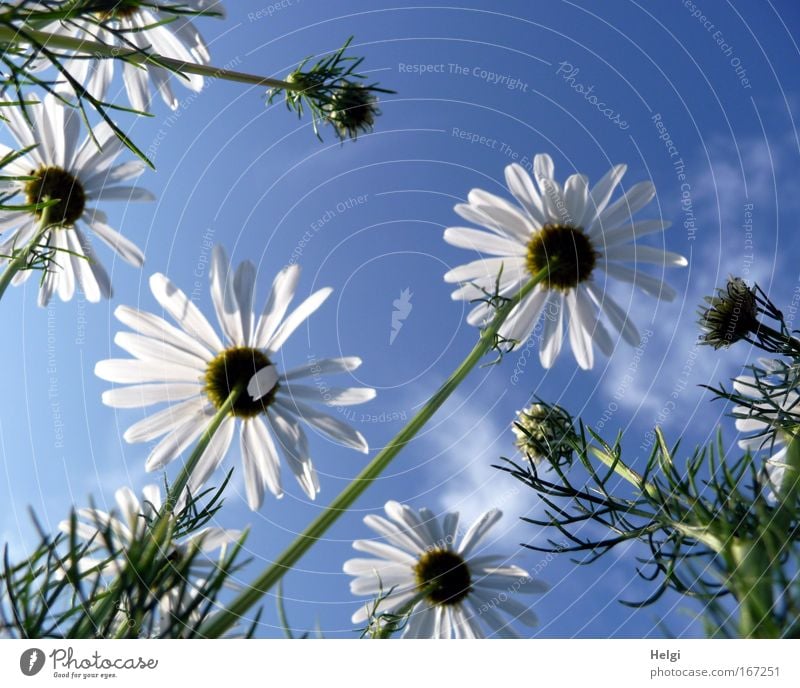 Sommerblümchen... Farbfoto Außenaufnahme Menschenleer Textfreiraum oben Tag Sonnenlicht Froschperspektive Umwelt Natur Pflanze Himmel Wolken Schönes Wetter
