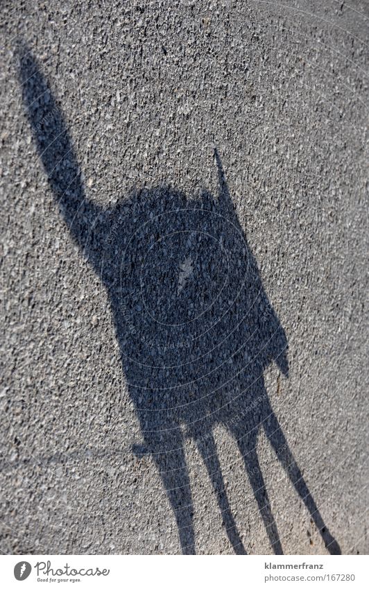 Schattenfuchs Farbfoto Experiment Kontrast Silhouette Tierporträt Profil Rücken Brust Beine Fuß Fußgänger Straße Behaarung Haustier Hund Pfote gehen laufen