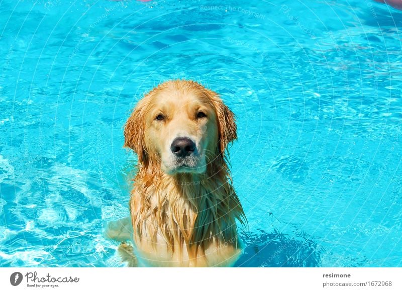 Hund, der ein Bad in einem Pool auf Sommerzeit nimmt Freude Glück Gesicht Leben Schwimmbad Spielen Labor Freundschaft Tier Pelzmantel Haustier nass niedlich