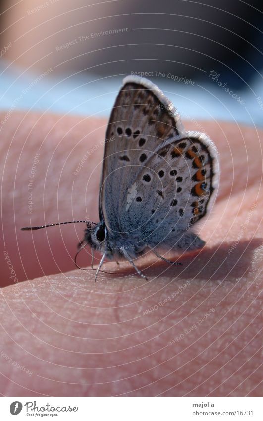 hungriger Schmetterling Hand Verkehr Makroaufnahme blau