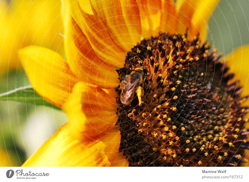 sunflower Natur Pflanze Tier Sommer Blüte Sonnenblume Biene 1 Blühend braun gelb Lebensfreude fleißig Sammlung Farbfoto Außenaufnahme Makroaufnahme Menschenleer