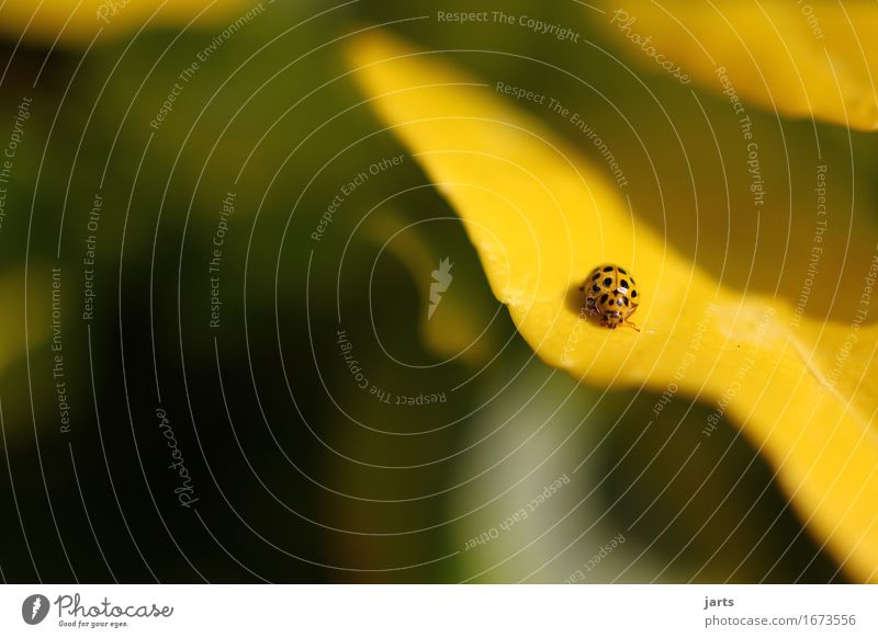 gelbgepunktet Natur Pflanze Schönes Wetter Blatt Wildtier Käfer 1 Tier krabbeln klein natürlich niedlich Farbfoto Außenaufnahme Nahaufnahme Detailaufnahme