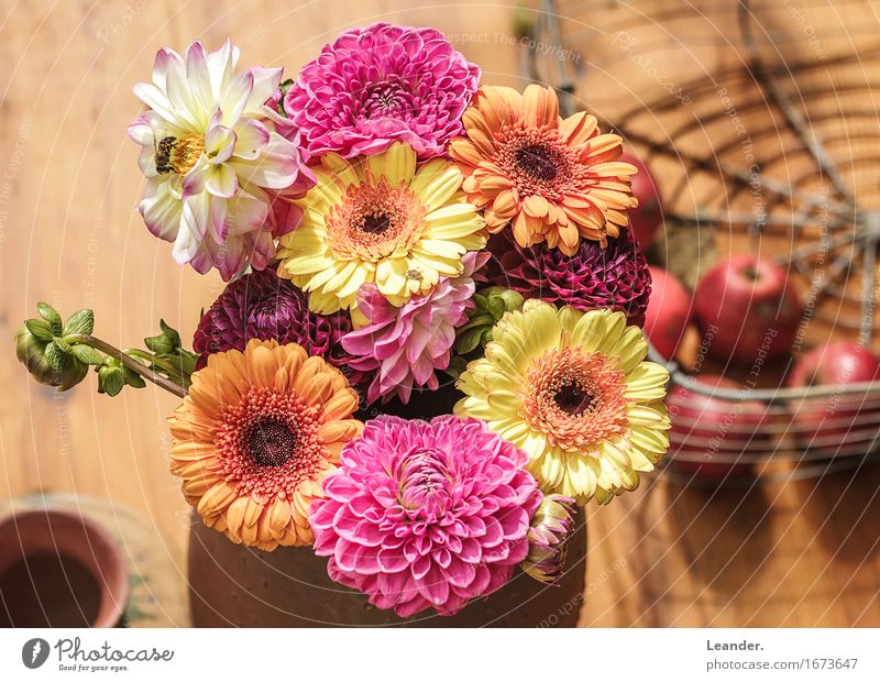 Blumen auf dem Tisch Lifestyle Haus Garten Dekoration & Verzierung Häusliches Leben gut natürlich mehrfarbig Gefühle Menschlichkeit dankbar Blumenstrauß Biene