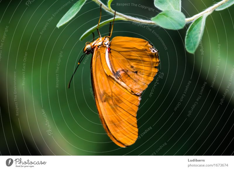 Julia Butterly in Florida Schmetterling braun grün orange Flügel Natur neugeboren Farbfoto Nahaufnahme