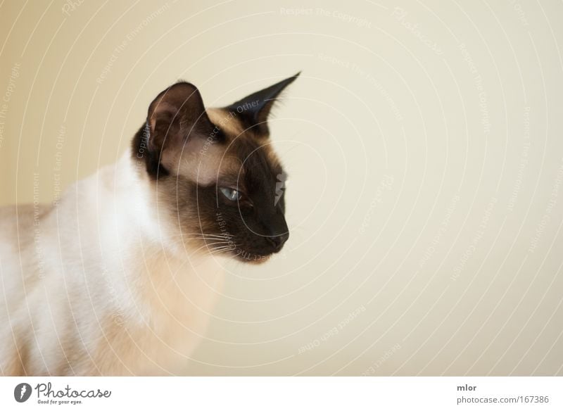 Mach mal miau Gedeckte Farben Innenaufnahme Nahaufnahme Hintergrund neutral Abend Kontrast Silhouette Tierporträt Blick nach vorn Haustier Katze Tiergesicht 1