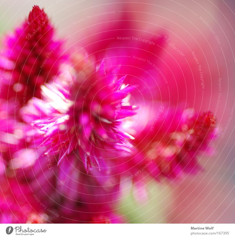 einfach pink Natur Pflanze Frühling Sommer Blume Blüte Duft Spitze rosa Licht Blühend Farbfoto Außenaufnahme Makroaufnahme Tag Schwache Tiefenschärfe
