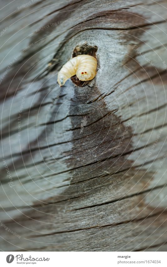 Holzwurm: ein kleiner Wurm in einem Brett Tier Wildtier Tiergesicht 1 braun Ärger Vergänglichkeit Astloch Wurmloch wurmstichig Möbel Jahresringe Holztisch