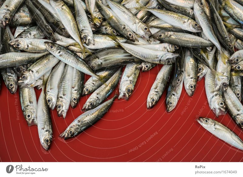 Sardinen Lebensmittel Fisch Meeresfrüchte Ernährung kaufen Gesundheit Gesunde Ernährung Fischer fishermen Handel Umwelt Natur Tier Schwarm genießen ästhetisch