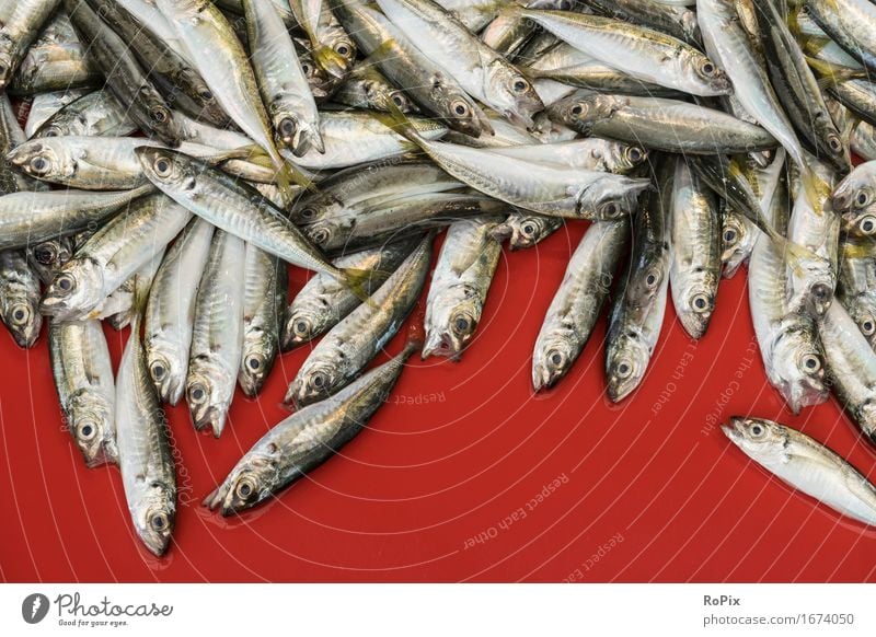 sardines Lebensmittel Fisch Meeresfrüchte Ernährung Diät Koch Wirtschaft Handel Handwerk Umwelt Natur Wasser Schuppen Sardinien Schwarm ästhetisch authentisch