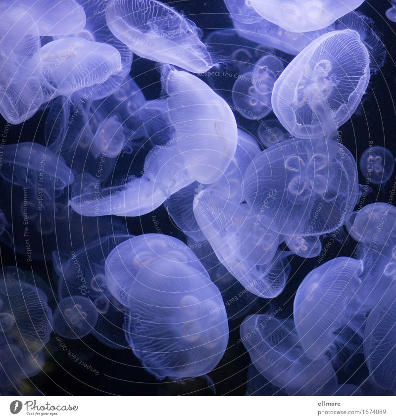 In der Schwebe Wasser Qualle Aquarium Schwarm weich blau schwarz Zufriedenheit Bewegung elegant langsam schweben treiben Schwerelosigkeit Farbfoto