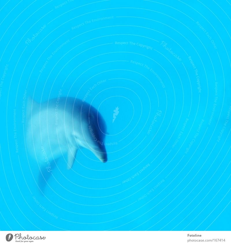 Delfin Farbfoto Unterwasseraufnahme Textfreiraum rechts Hintergrund neutral Tierporträt Blick in die Kamera Natur Wasser Wellen Meer Fisch Schuppen Aquarium 1