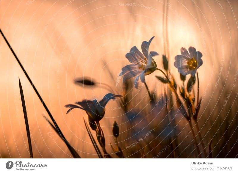 Sternmiere im Abendlicht - Trauerkarte Natur Pflanze Sonne Sonnenaufgang Sonnenuntergang Sonnenlicht Frühling Sommer Schönes Wetter Blume Blüte Wildpflanze