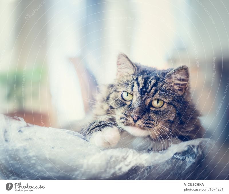 Charismatische Katze mit einer Plastiktüte Lifestyle Ferien & Urlaub & Reisen Häusliches Leben Tier Haustier 1 Freiheit Freude Natur Spielen Nahaufnahme Auge