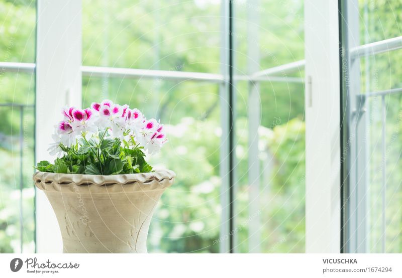 Terrakotta Blumentopf mit Geranien am Fenster Stil Design Sommer Häusliches Leben Wohnung Haus Traumhaus Garten Innenarchitektur Dekoration & Verzierung