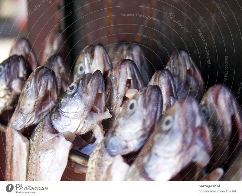 Forellen vor dem Räuchern Tier aufgereiht Ernährung Tod Fisch geräuchert