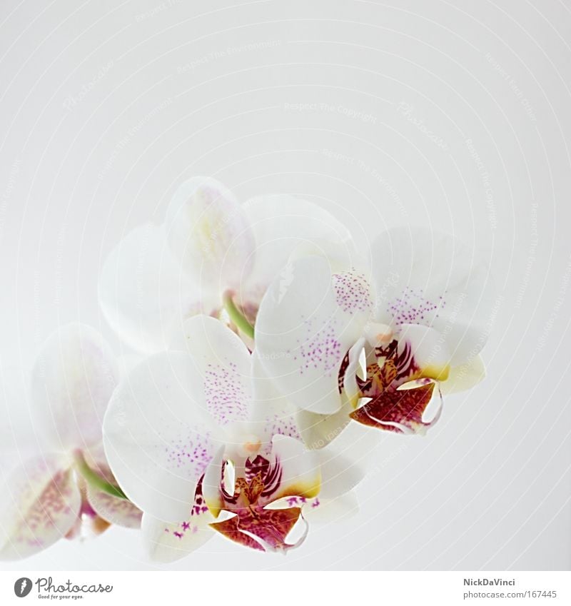 Orchidea Muster Strukturen & Formen Textfreiraum oben Licht Lifestyle Reichtum elegant Stil exotisch schön Wellness Leben harmonisch Wohlgefühl Zufriedenheit