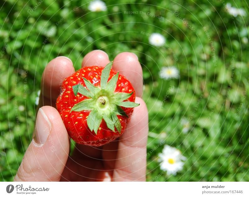 Erdbeere Farbfoto mehrfarbig Detailaufnahme Menschenleer Tag Kontrast Sonnenlicht Vogelperspektive Lebensmittel Frucht Marmelade Essen Fingerfood Sommer Hand
