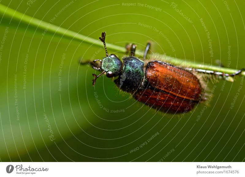 Ein ziemlich kleiner Käfer krabbelt an eimem Grashalm, dabei verdeht er den Kopf und reckt seine Fühler. Käferbein Insekt Imago Makroaufnahme Makro-Fotografie