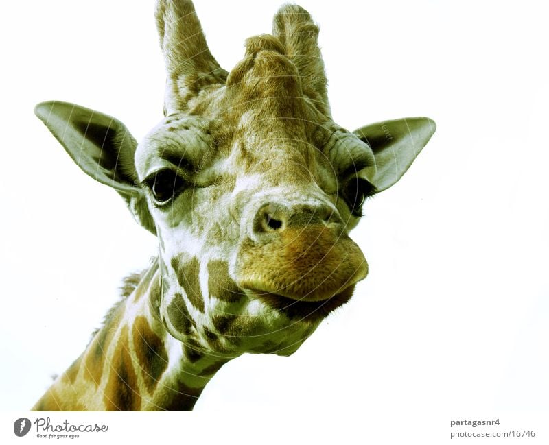 Giraffe lustig Tierportait