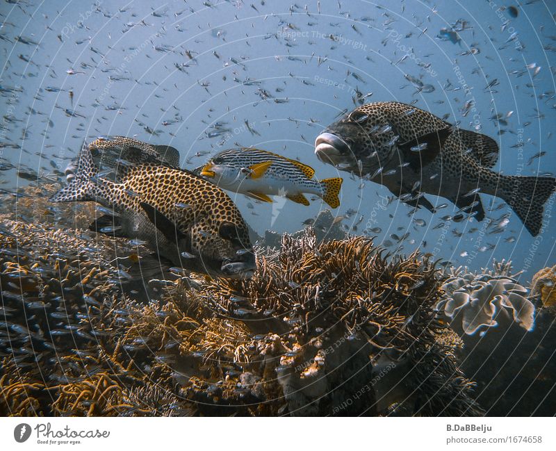 Unterwasser Ferien & Urlaub & Reisen Ferne Expedition Meer tauchen Natur Wasser Tier Wildtier Fisch Schwarm frei Fröhlichkeit wild Indonesien Raja Ampat