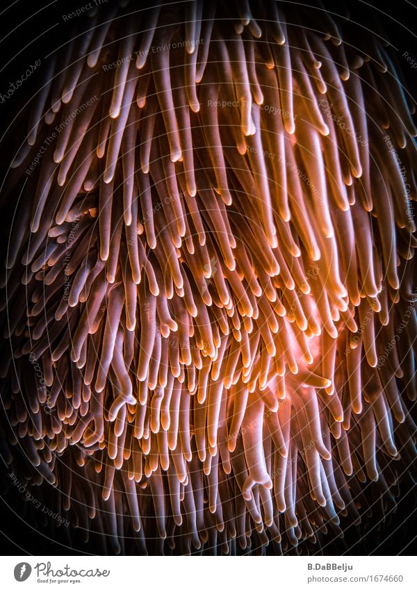 Seeanemone Ferien & Urlaub & Reisen Safari Expedition tauchen Wasser Meer hängen leuchten ästhetisch exotisch Indonesien Raja Ampat West Papua Anemonen