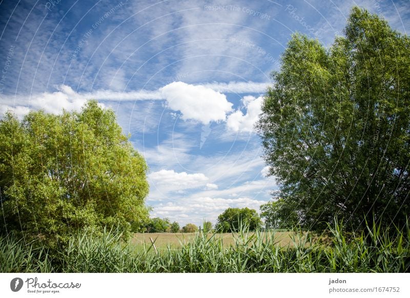 sommer. ruhig Duft Ferne Sommer Umwelt Natur Landschaft Pflanze Himmel Wolken Horizont Sonne Sonnenlicht Schönes Wetter Baum Sträucher Wiese Feld natürlich blau