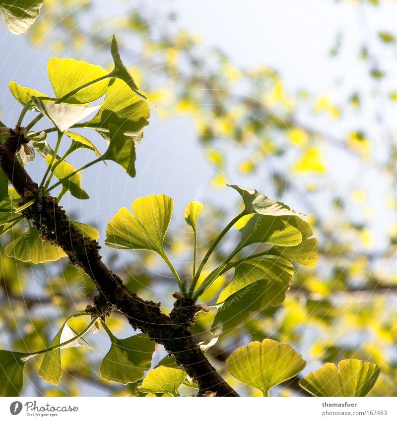 Frühlingsromance Farbfoto Außenaufnahme Nahaufnahme Menschenleer Textfreiraum rechts Textfreiraum oben Tag Schwache Tiefenschärfe Natur Tier Baum Blatt exotisch