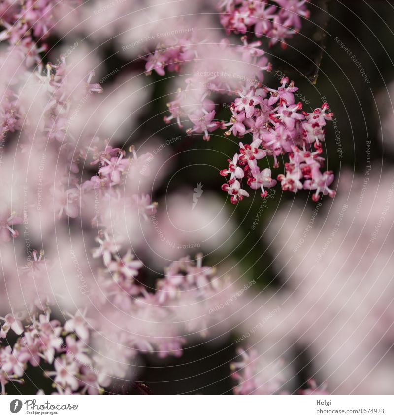 rosa Blütentraum... Umwelt Natur Pflanze Frühling Sträucher Holunderbusch Holunderblüte Garten Blühend Wachstum ästhetisch außergewöhnlich schön einzigartig