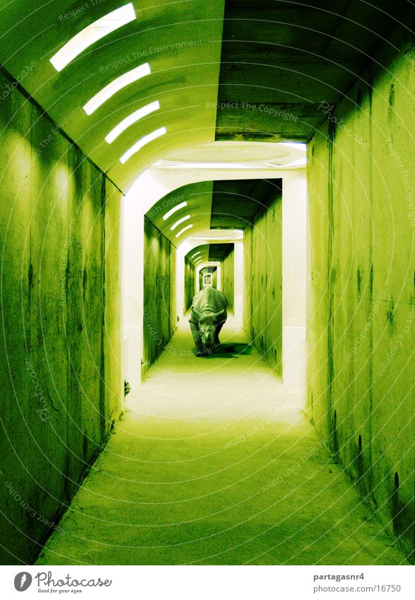 Rhino_im_Gang Zentralperspektive Neonlicht Naßhorn endloser Gang Architektur