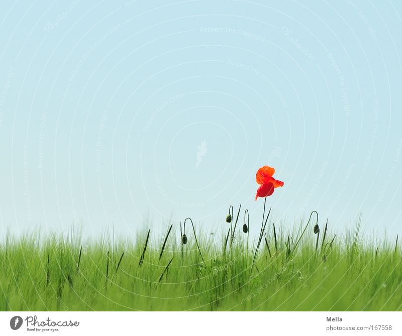 Herausragend Farbfoto mehrfarbig Außenaufnahme Menschenleer Textfreiraum oben Tag Totale Umwelt Natur Landschaft Pflanze Wolkenloser Himmel Frühling Sommer