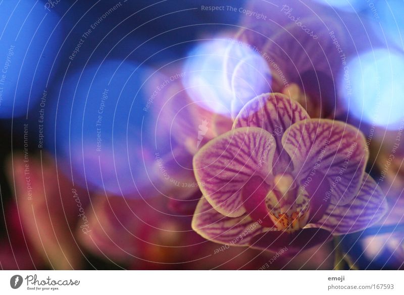 dreamin' Farbfoto Gedeckte Farben Studioaufnahme Experiment Kunstlicht Natur Pflanze Frühling Orchidee exotisch träumen