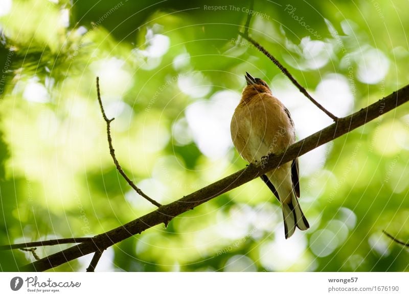 Der Sänger Pflanze Tier Sommer Garten Park Wildtier Vogel Fink 1 braun gelb grün orange weiß Singvögel Ast Blätterdach Blatt Baumkrone Gegenlicht