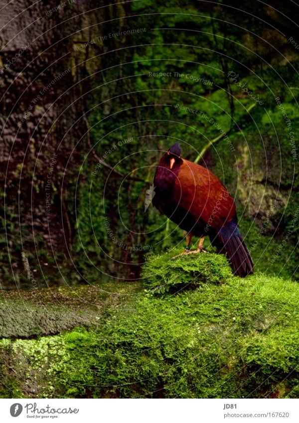 Was guckst du so Farbfoto mehrfarbig Außenaufnahme Tag Kontrast Blick in die Kamera Zoo Natur exotisch Felsen Tier Wildtier Vogel Flügel 1 hören ästhetisch grün