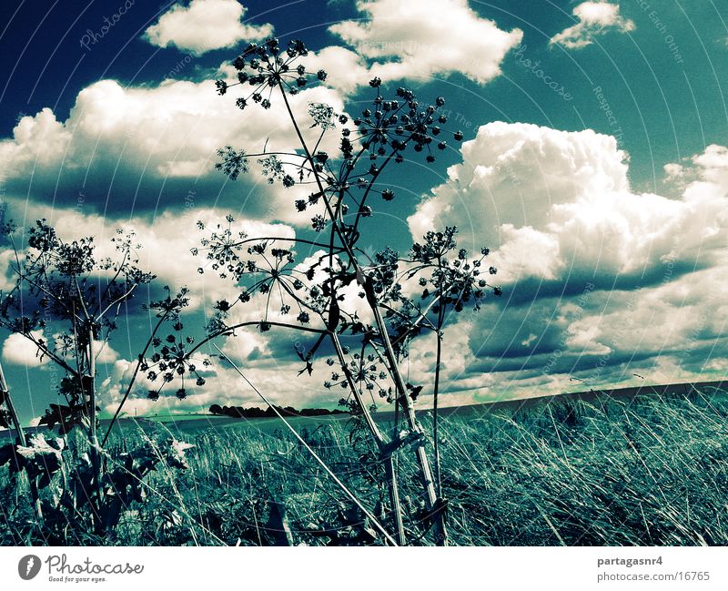 sky like blue jeans Doldenblüte Wolken Gras Himmel